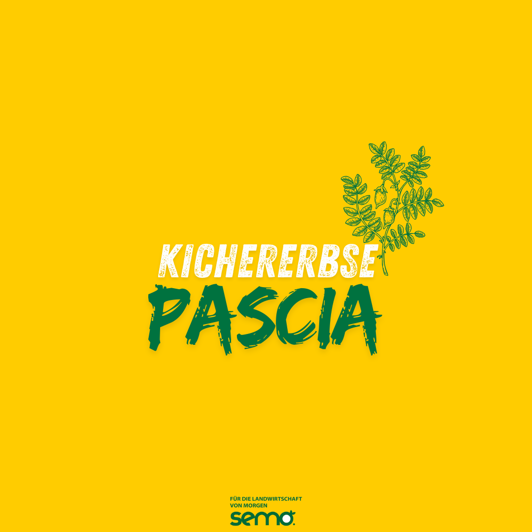 Kichererbse Pascia öko (20 kg)