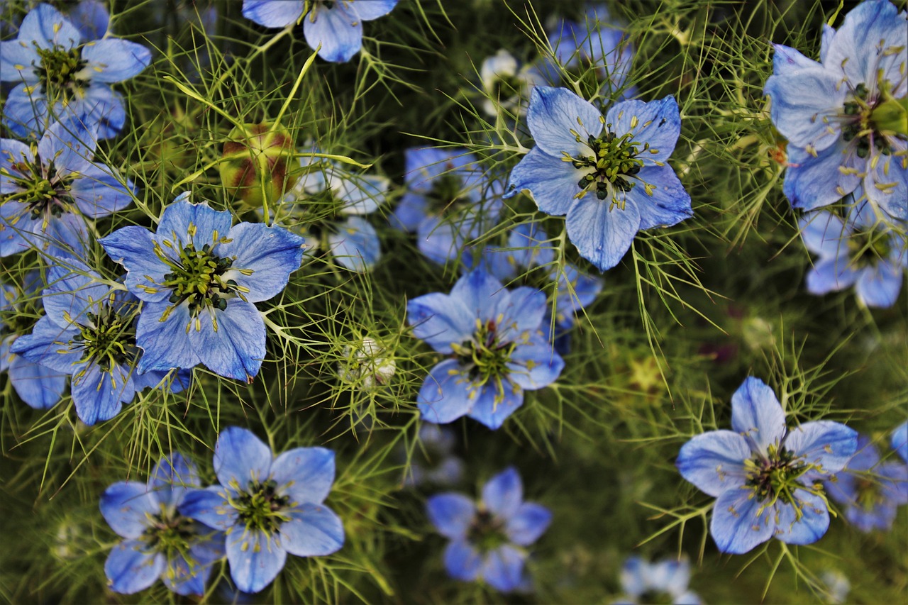 Schwarzkümmel Nigella sativa Öko