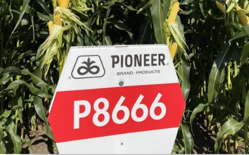 Mais PIO P8666 Öko