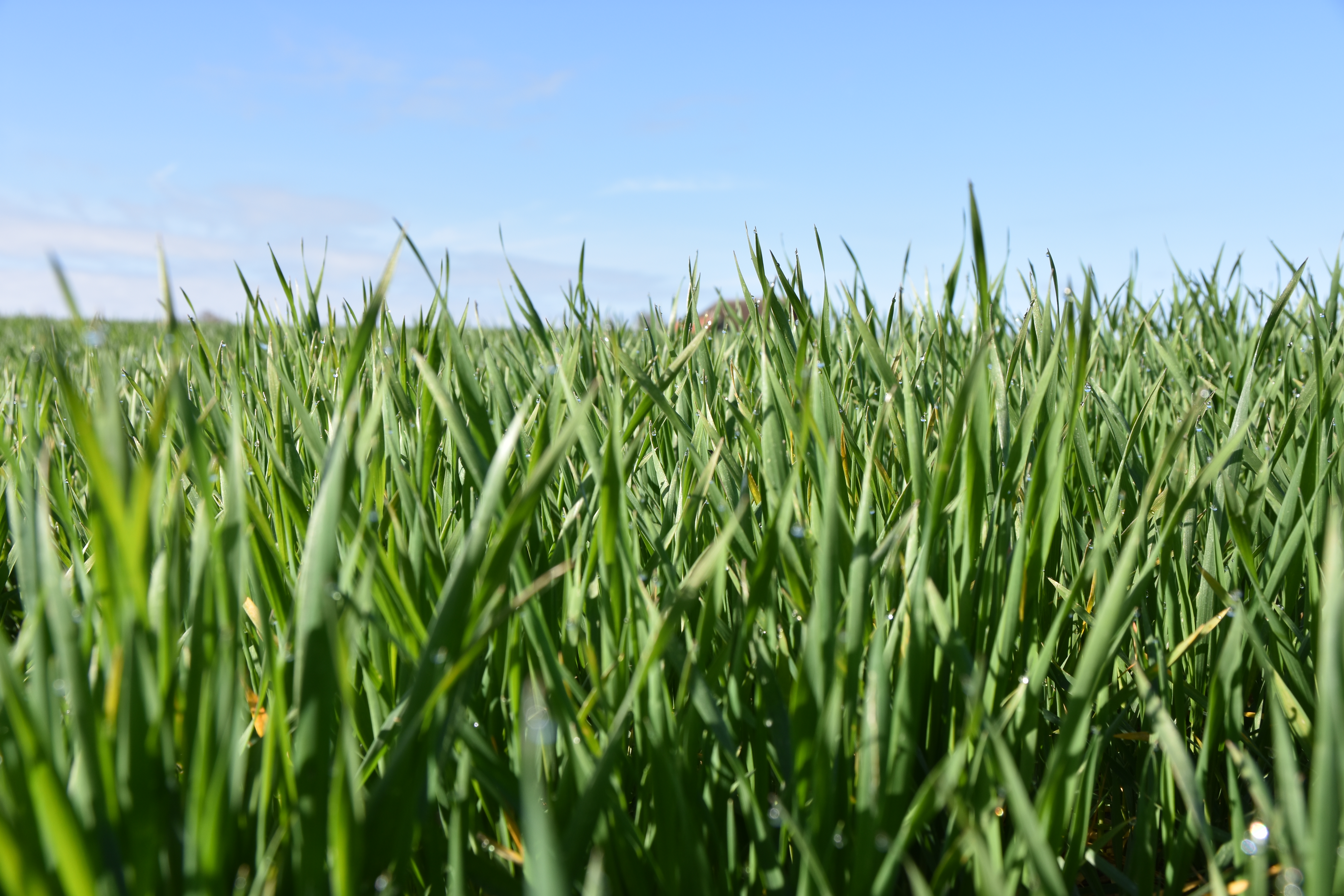 WD Sputnik (spät) Öko (25 kg)