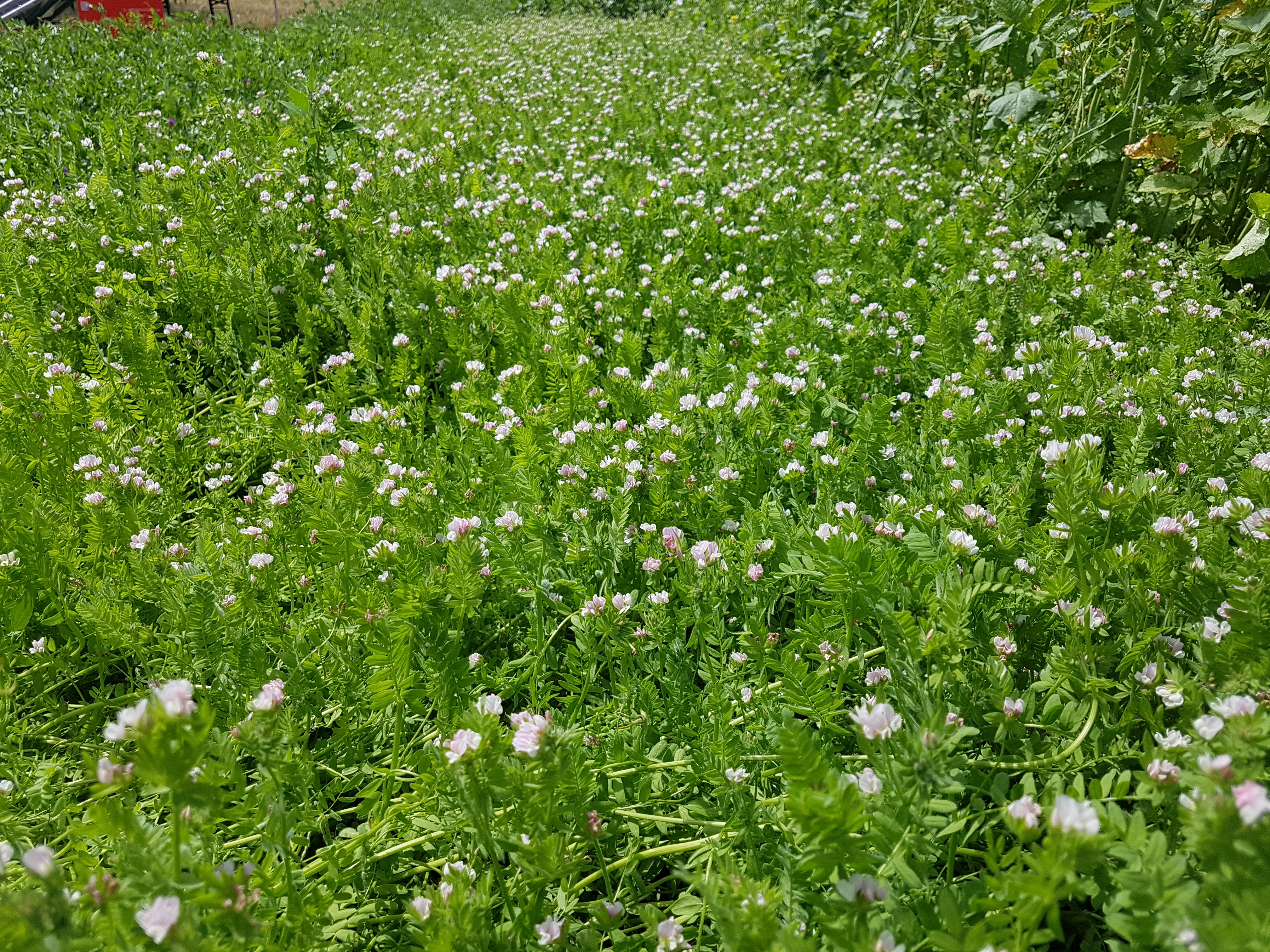 Serradella Öko (20 kg)