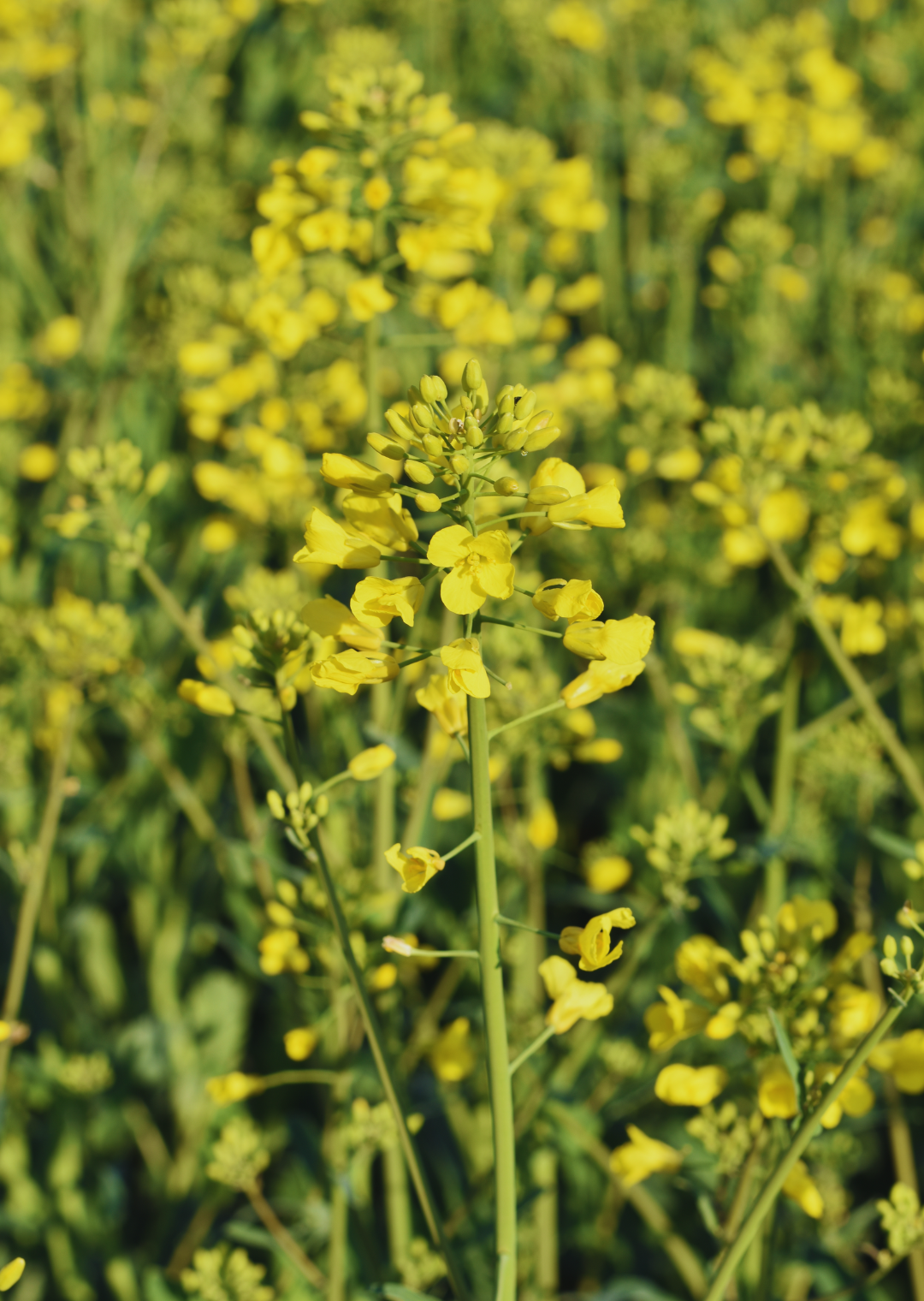 RAW Randy Öko (700.000 K/EH)