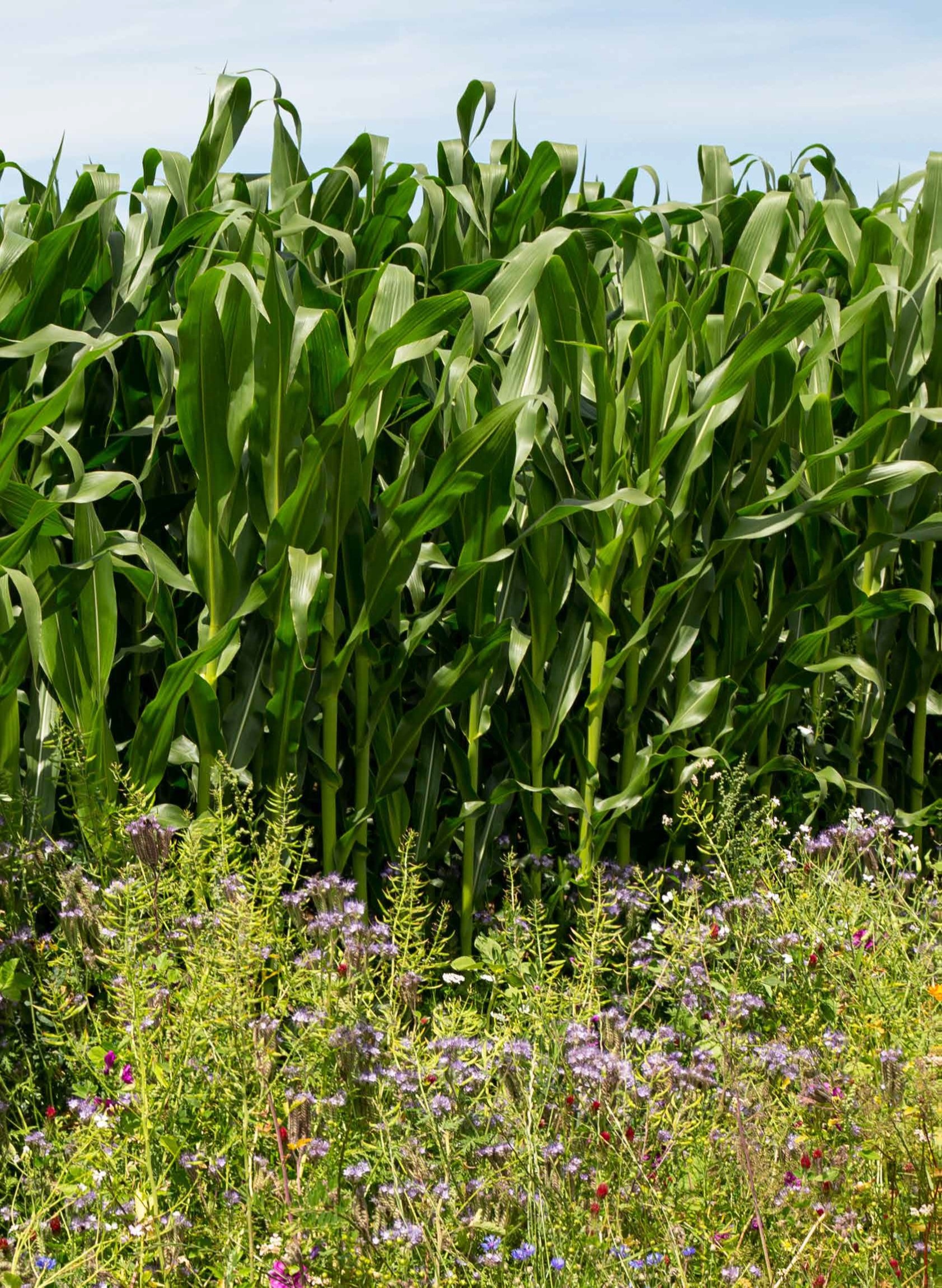 Mais Digital (K 240/S 250) öko (50.000 Korn/EH) Mais Digital (K 240/S 250) öko (50.000 Korn/EH)