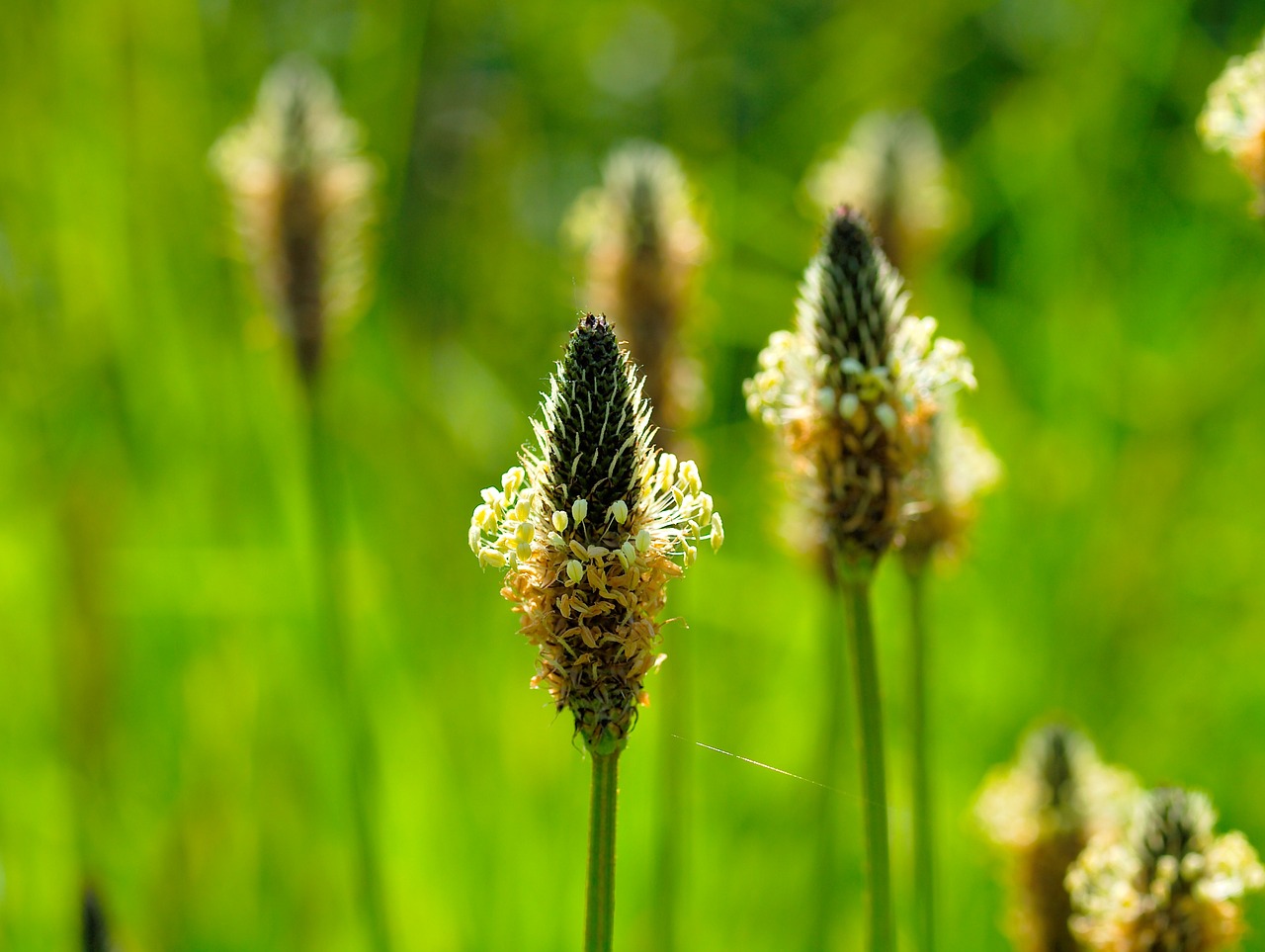Spitzwegerich, Plantago l. Demeter