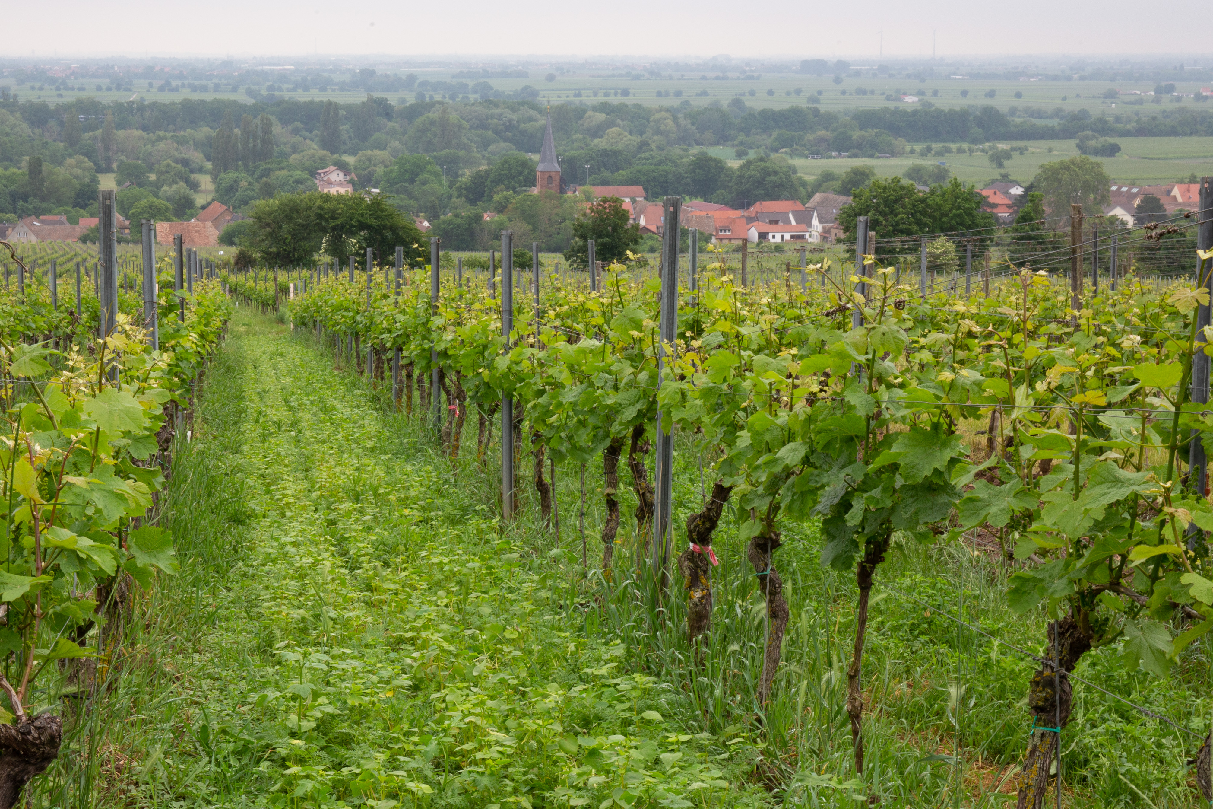 semopur 7.4 WEINBERGBEGRÜNUNG OHNE LUZERNE öko (10 kg)