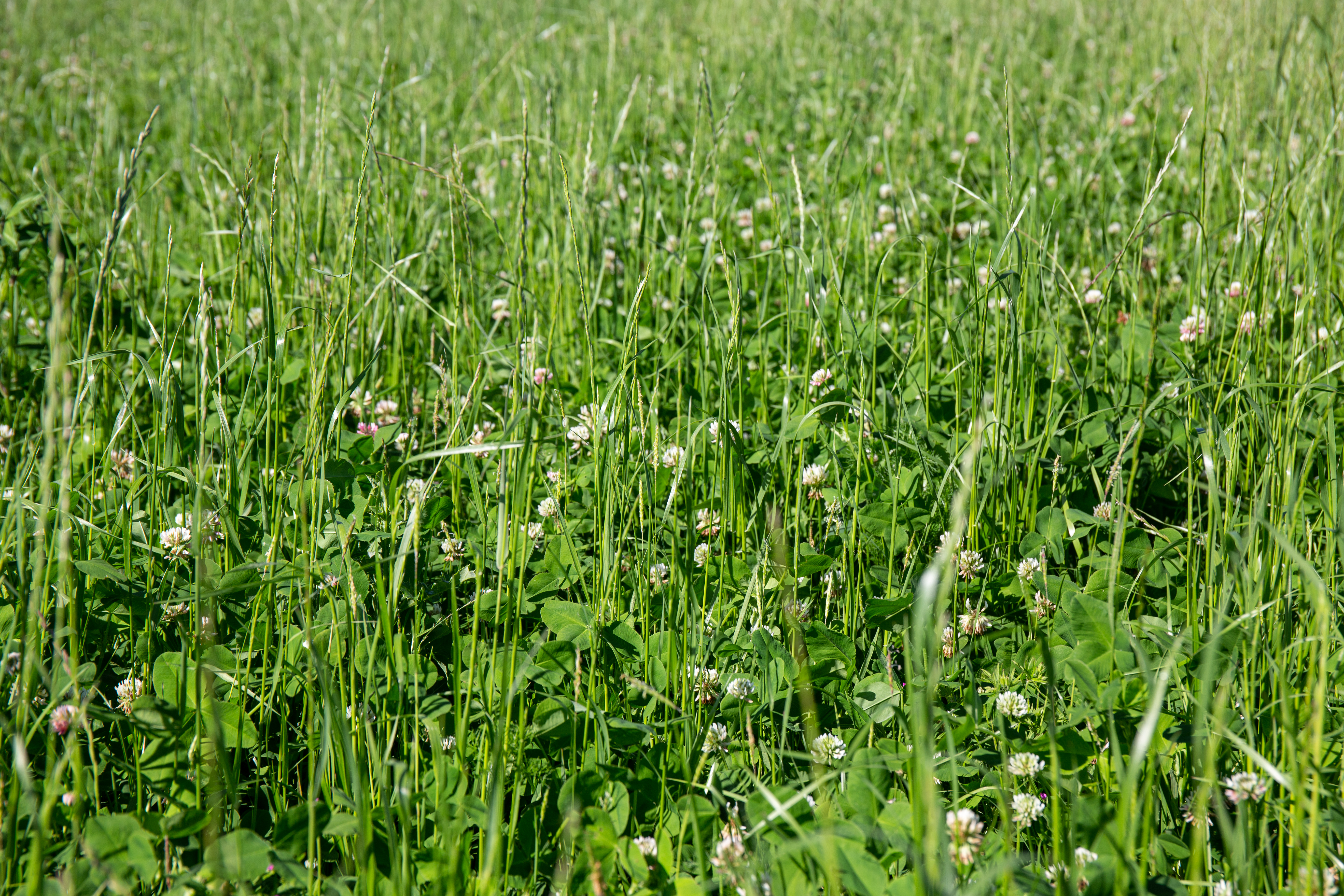 semopur 2.5 WEISSKLEEGRAS öko (10 kg)